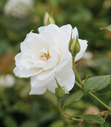 Antique Rose Emporium Iceberg