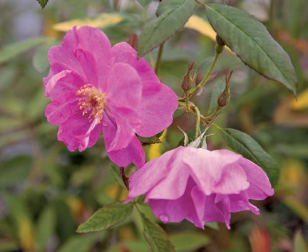 Repeating Swamp Rose