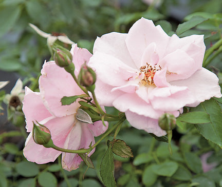 Mrs. Sam Houston – Antique Rose Emporium - Clubs