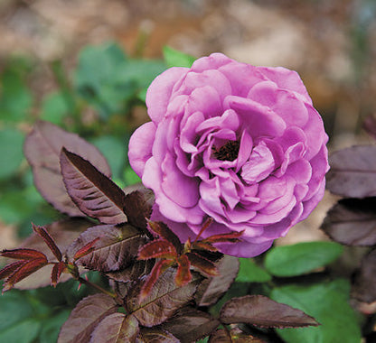 Plum Perfect™ - Sunbelt®