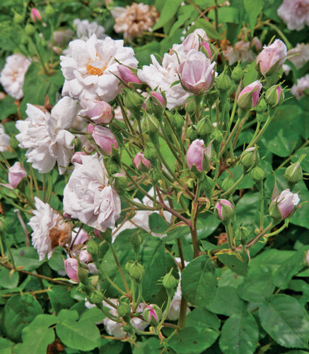 Antique Rose Emporium Noisette Rose - Thumbnail 2