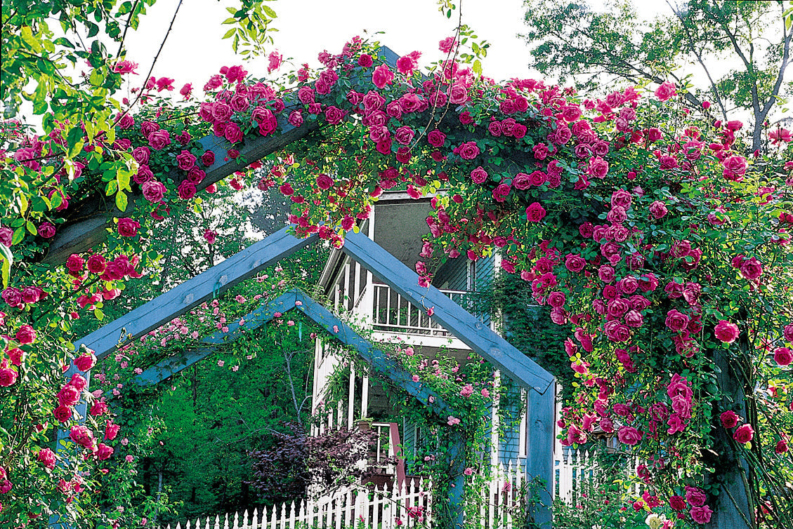 archway with pink roses climbing across the walking path