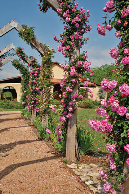 Pink climbing roses on arch in Brenham, TX rose garden - American Beauty