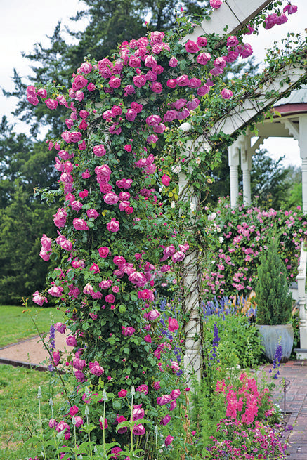 American Beauty close up, pink climbing roses no archway in Brenham Texas rose garden