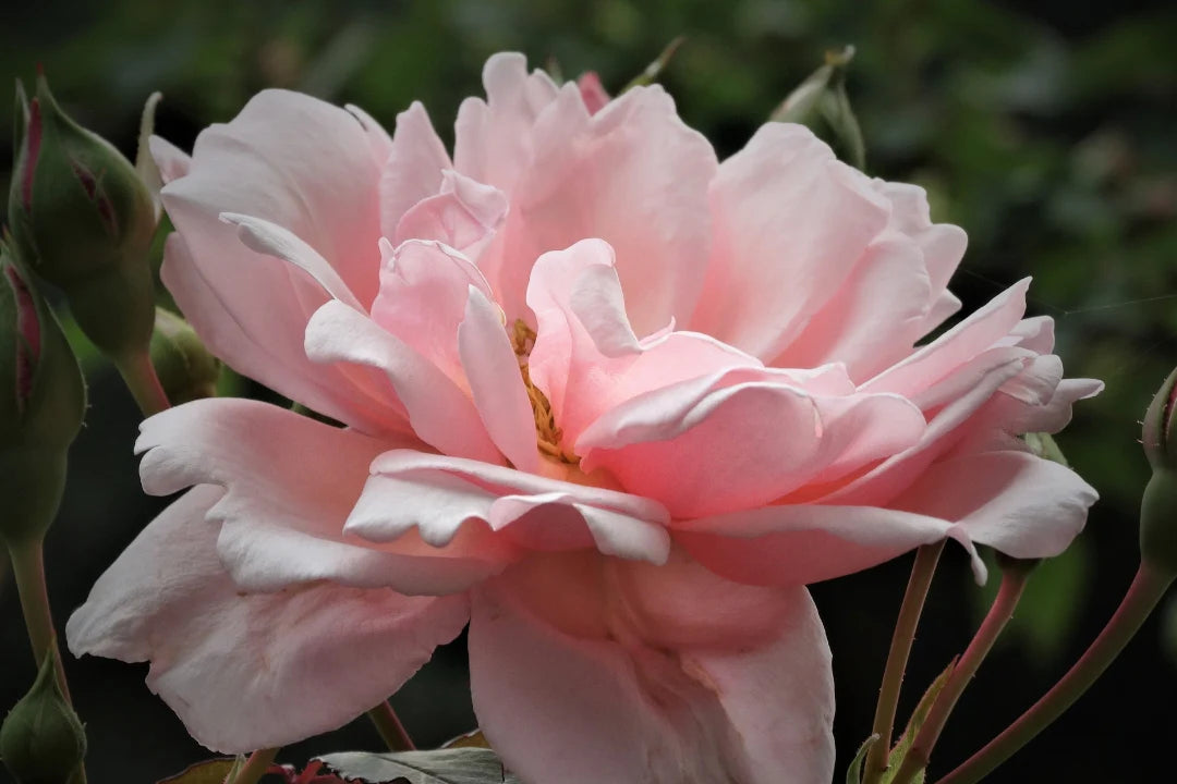 Antique Rose Emporium Albertine