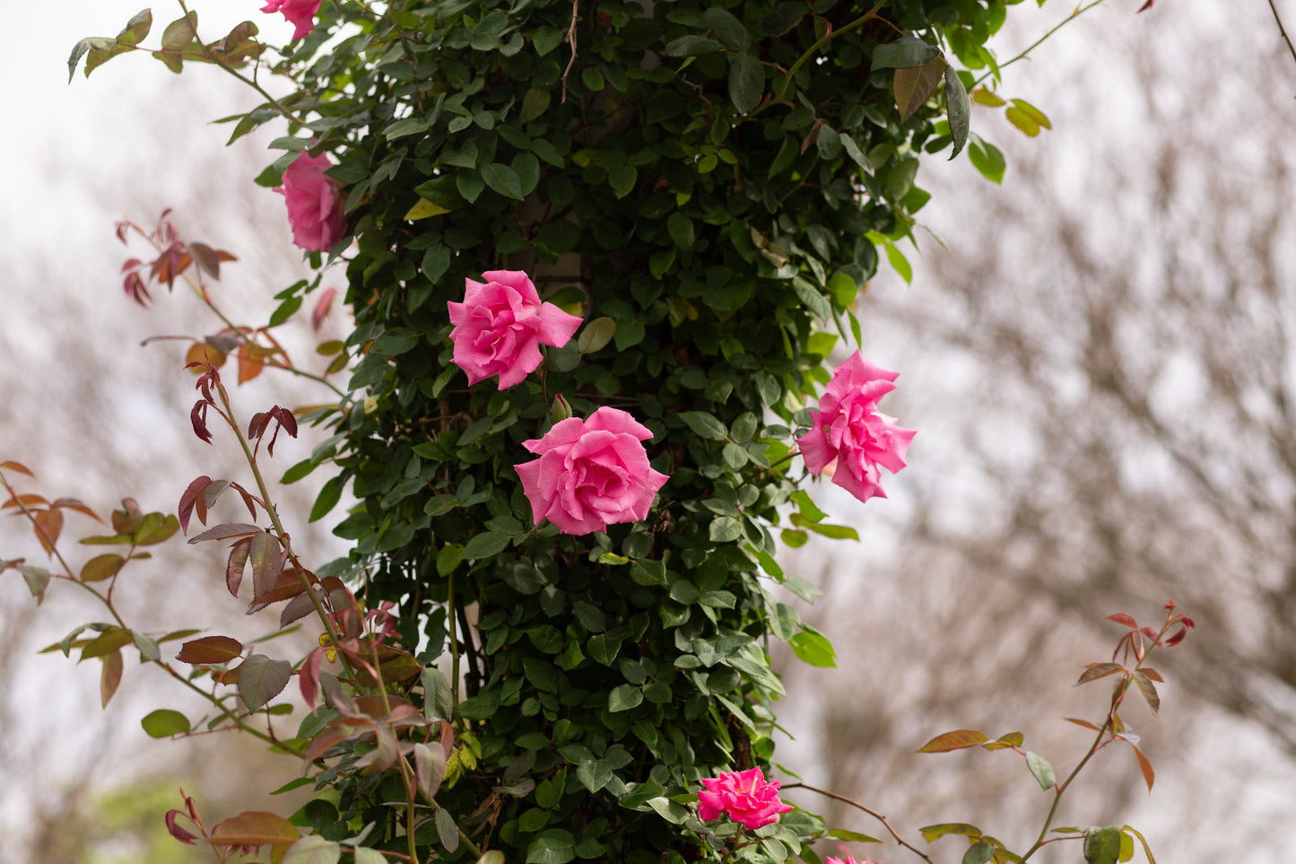 American Beauty, Climber