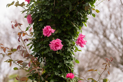 American Beauty, Climber