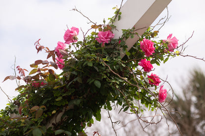 American Beauty, Climber