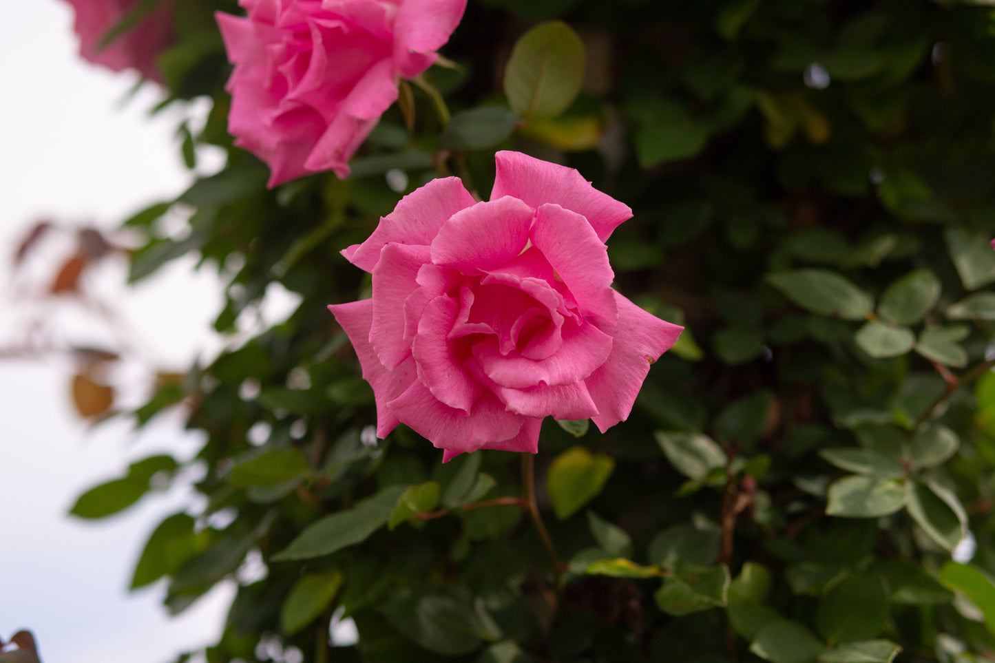 American Beauty, Climber