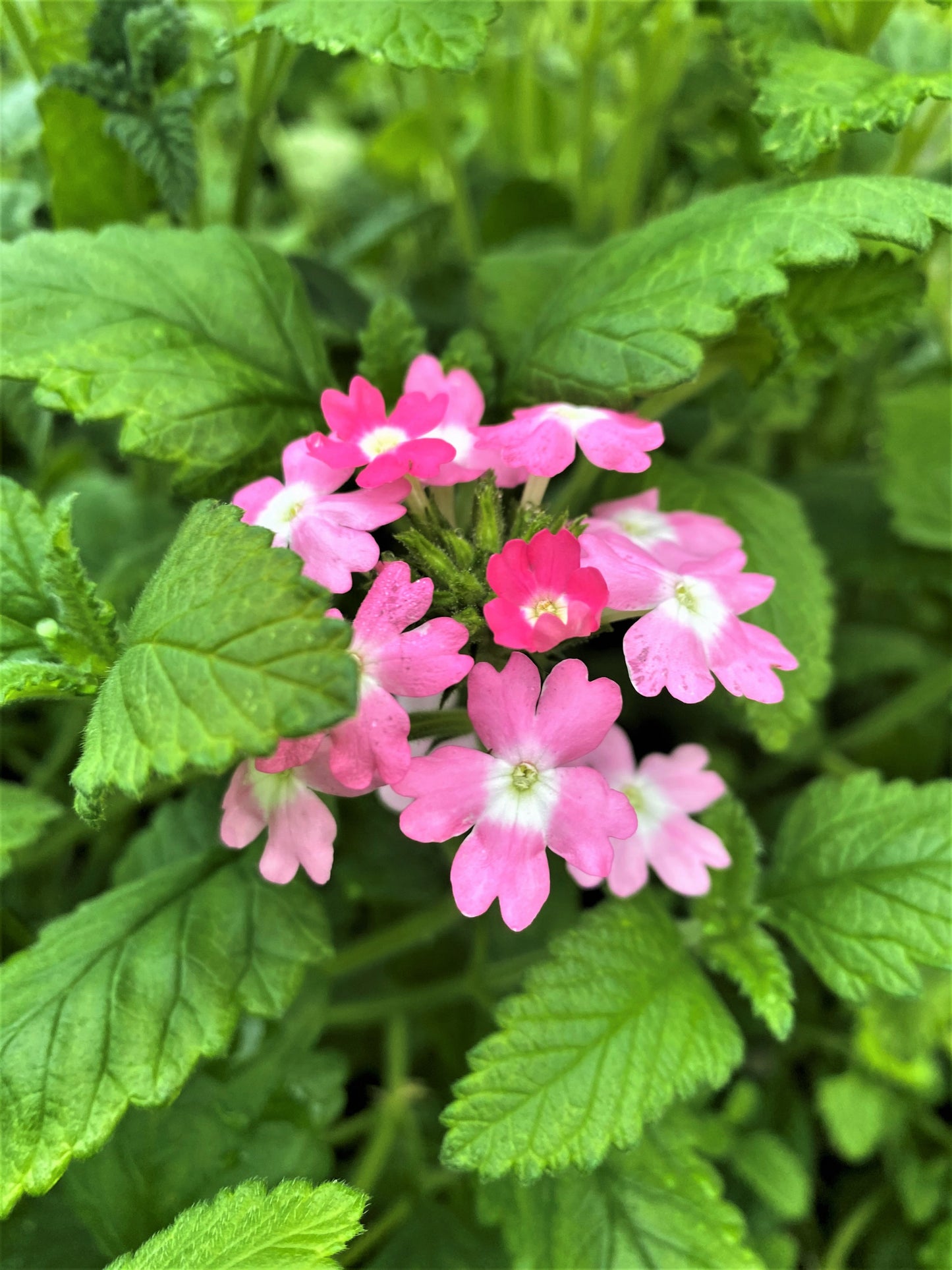 Verbena - Appleblossom - 1 Gallon