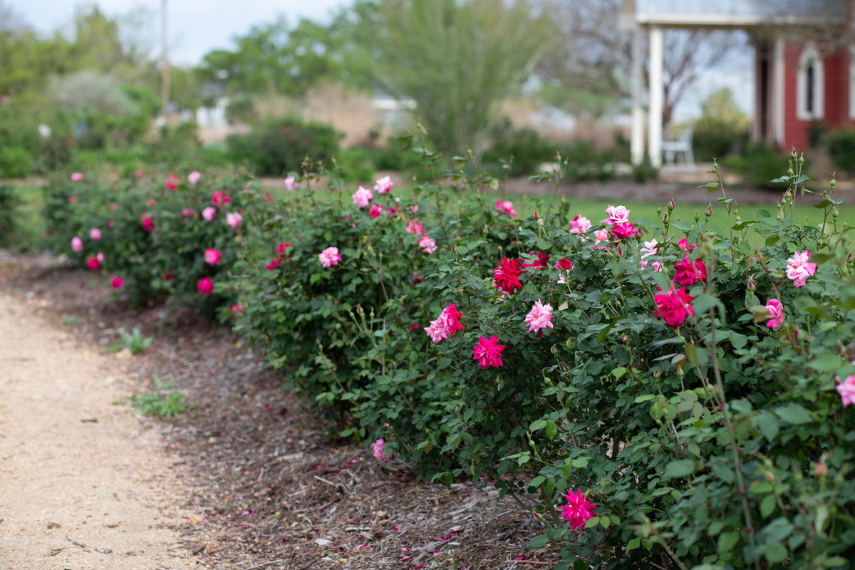 Archduke Roses Archduke Charles – Antique Rose Emporium - Clubs