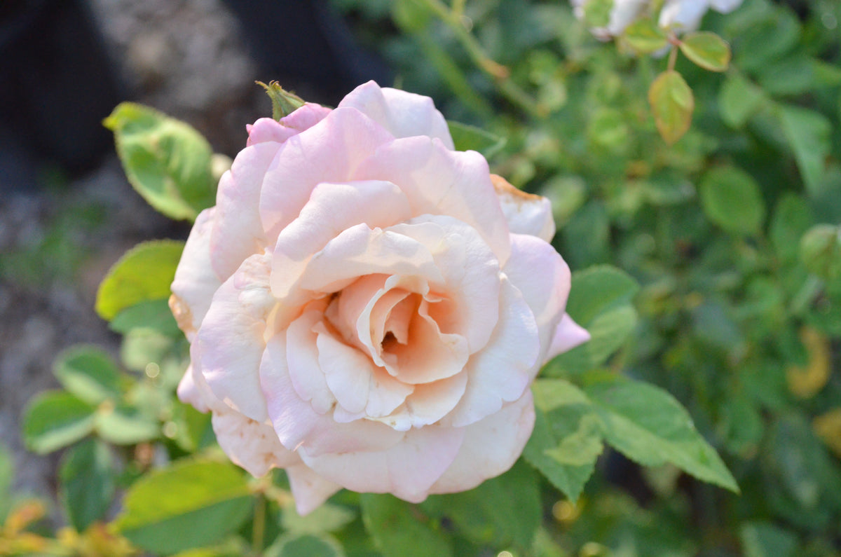 Belinda's Blush