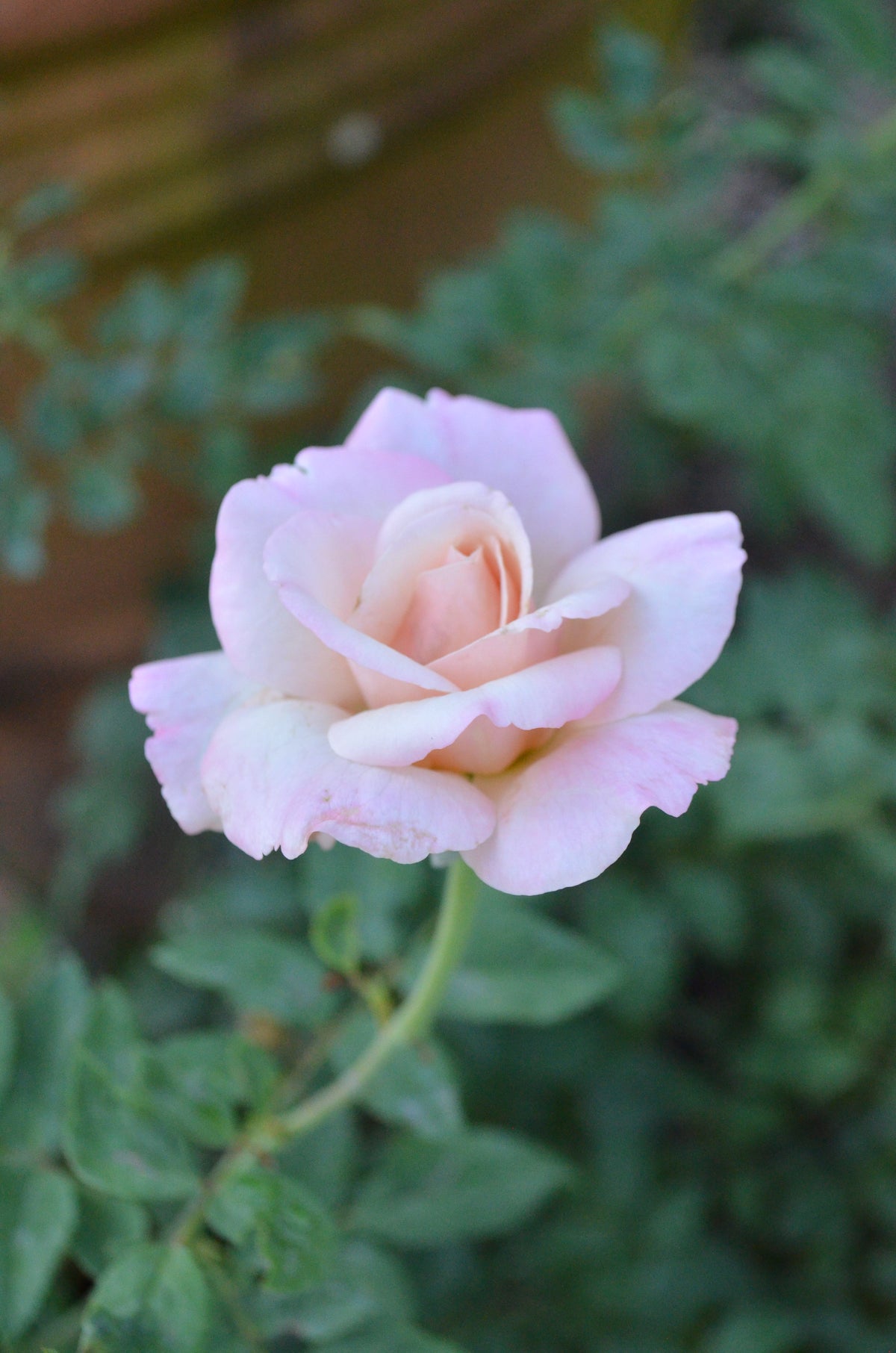 Belinda's Blush