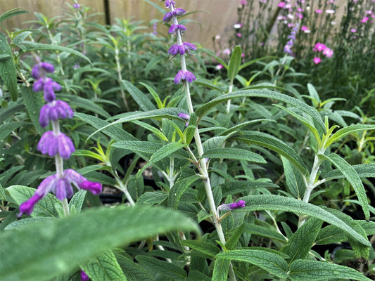 Salvia Luecantha- Bicolor - 1 Gallon