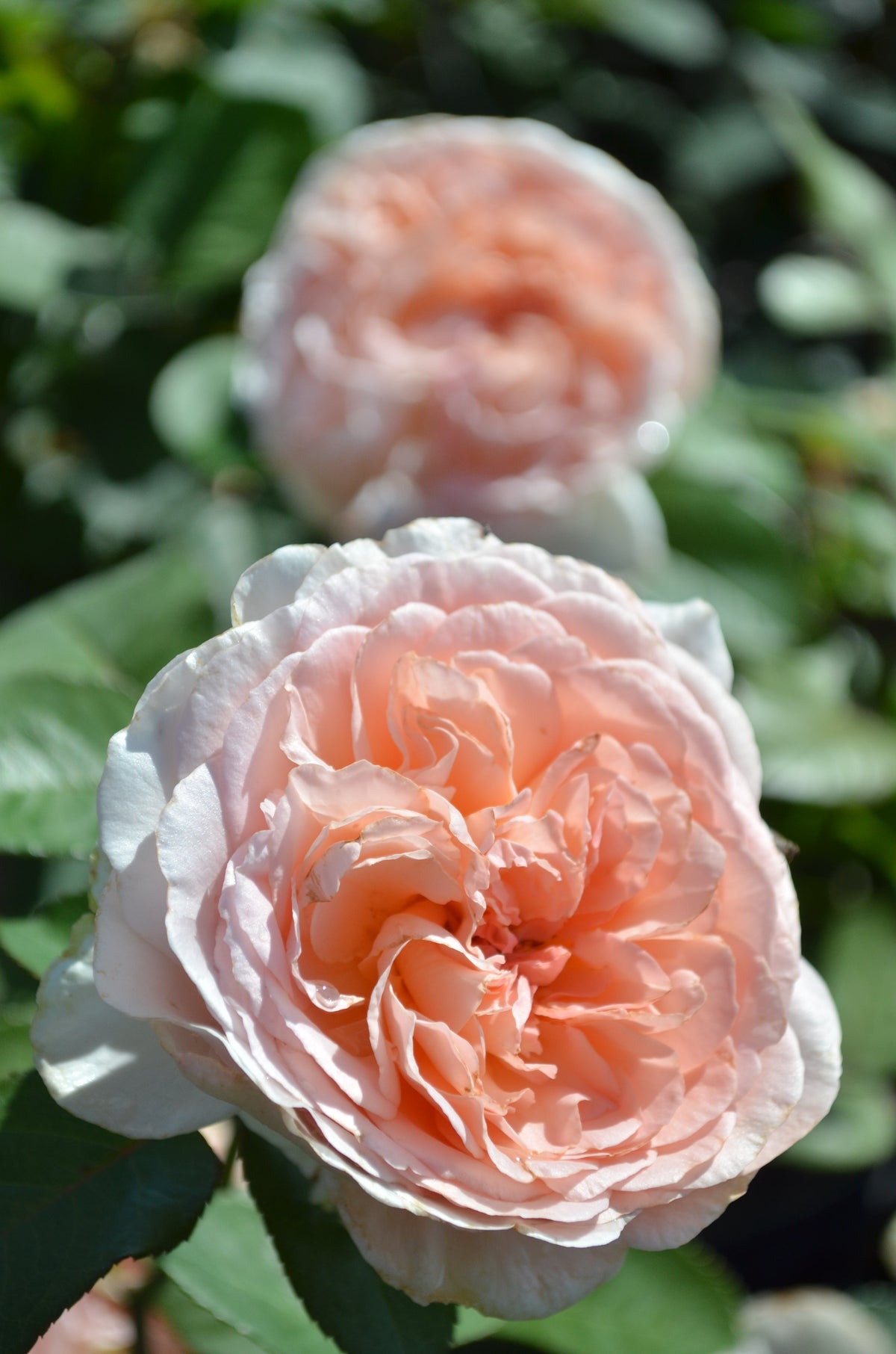 Bliss - Parfuma®