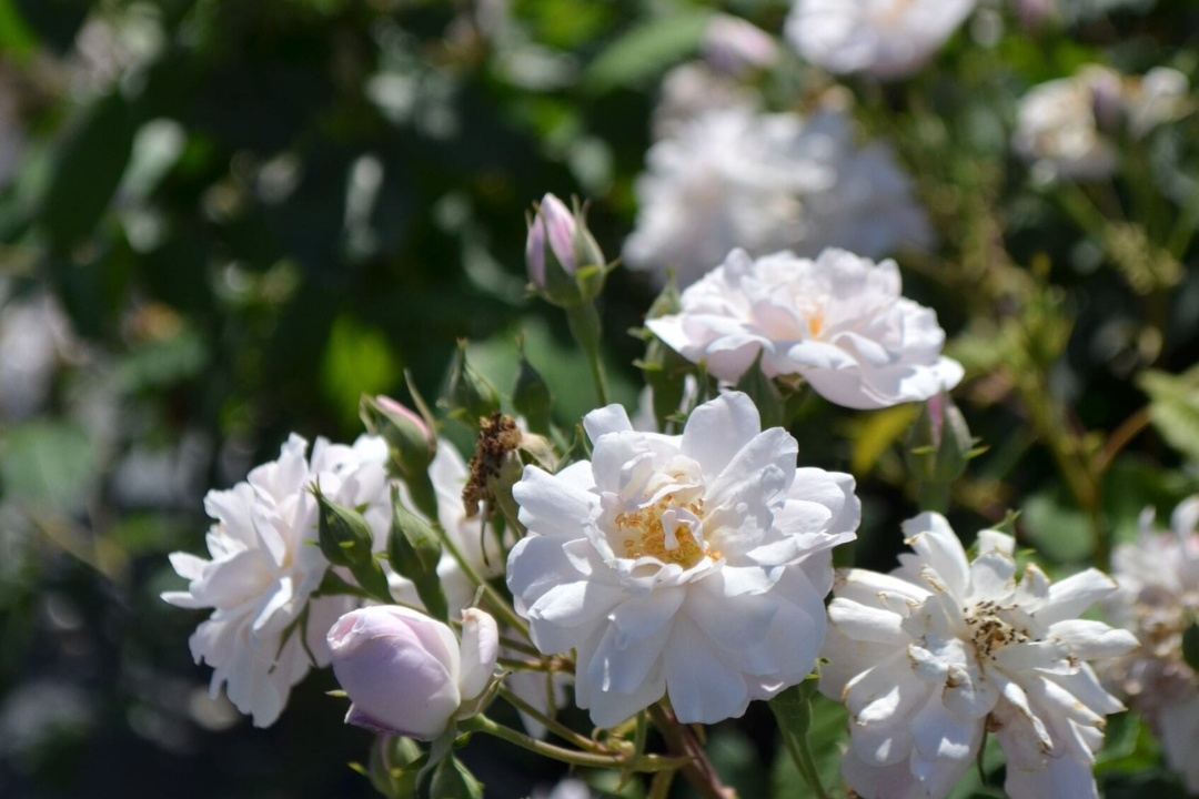 Blush Noisette