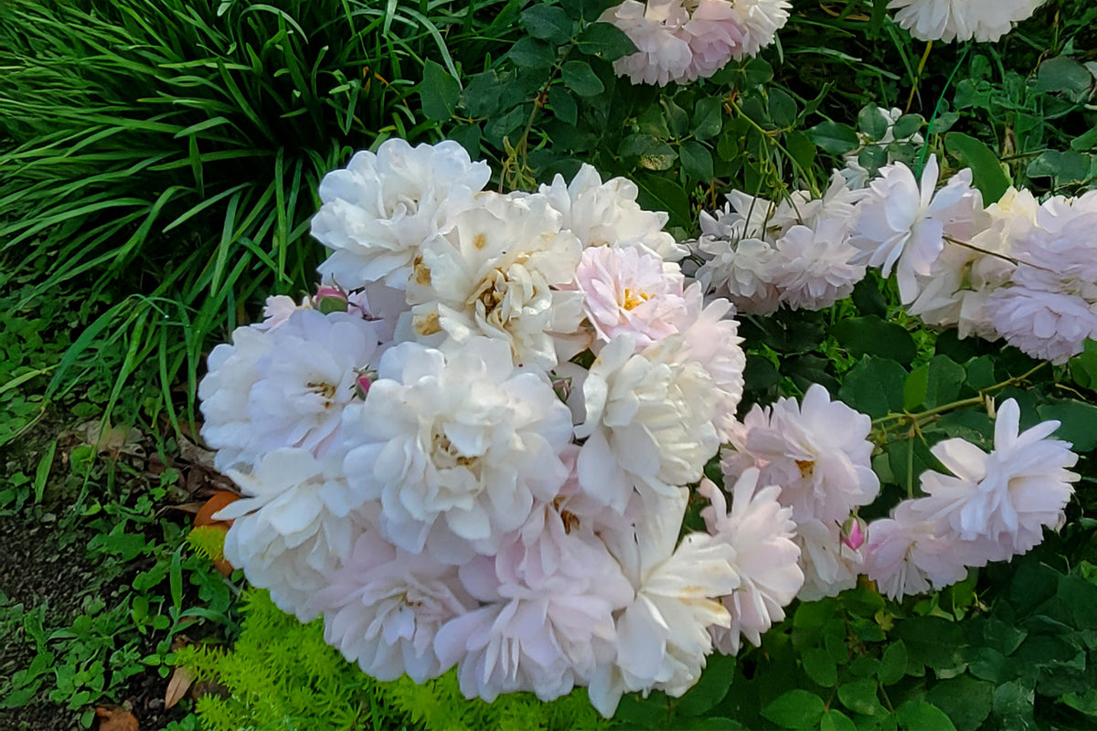 Blush Noisette
