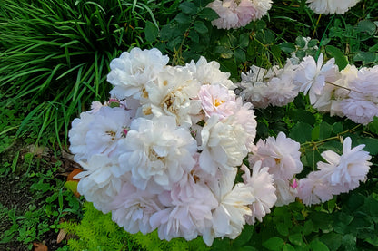 Blush Noisette