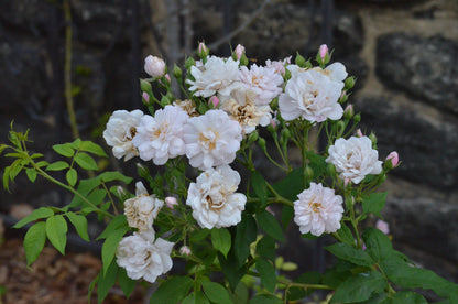 Blush Noisette