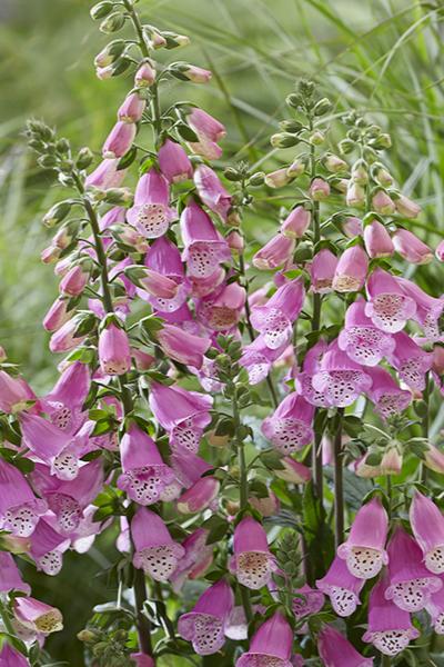 Digitalis - Pink Panther - 1 Gallon