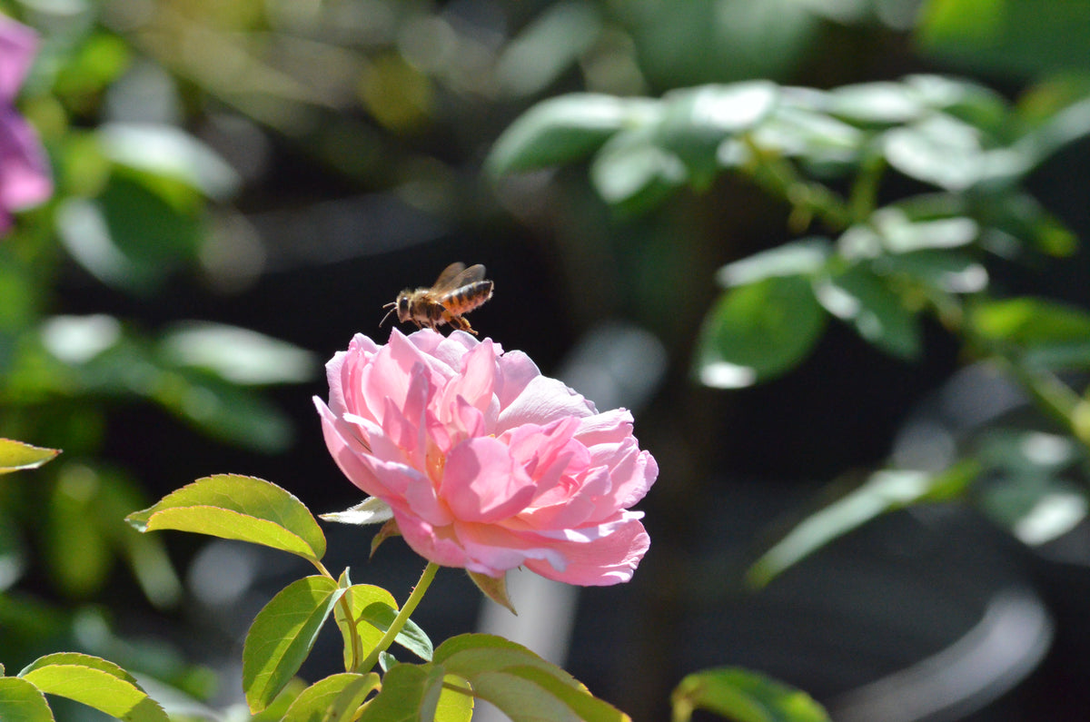 Duchesse De Brabant