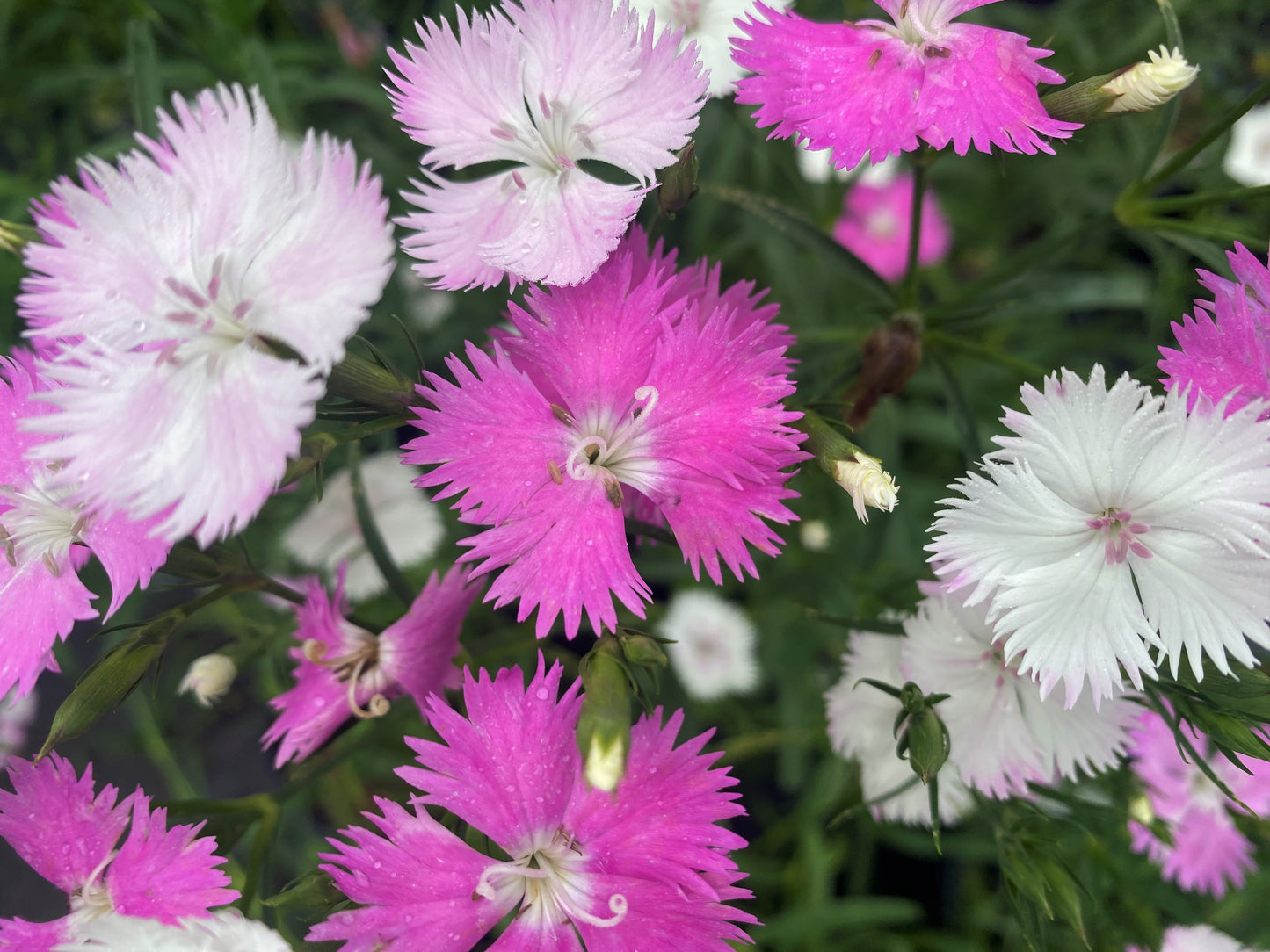 Dianthus - First Love - 1 Gallon