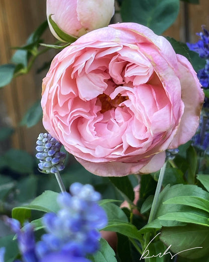 Fragrant Blush ™