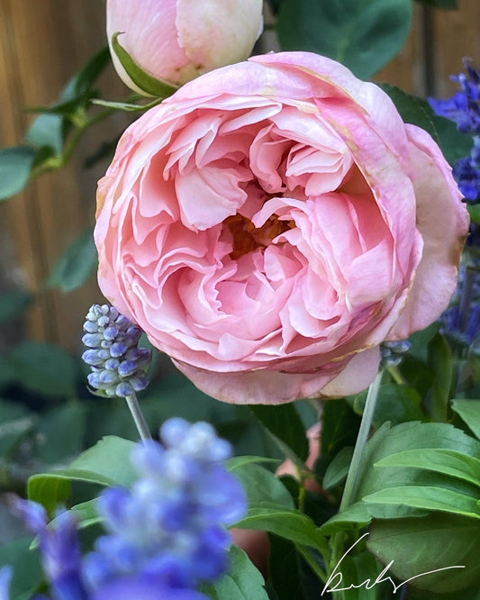 Fragrant Blush ™