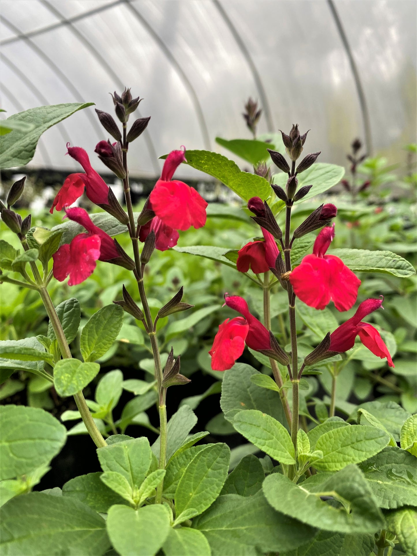 Salvia Greggii - Furman's Red - 1 Gallon