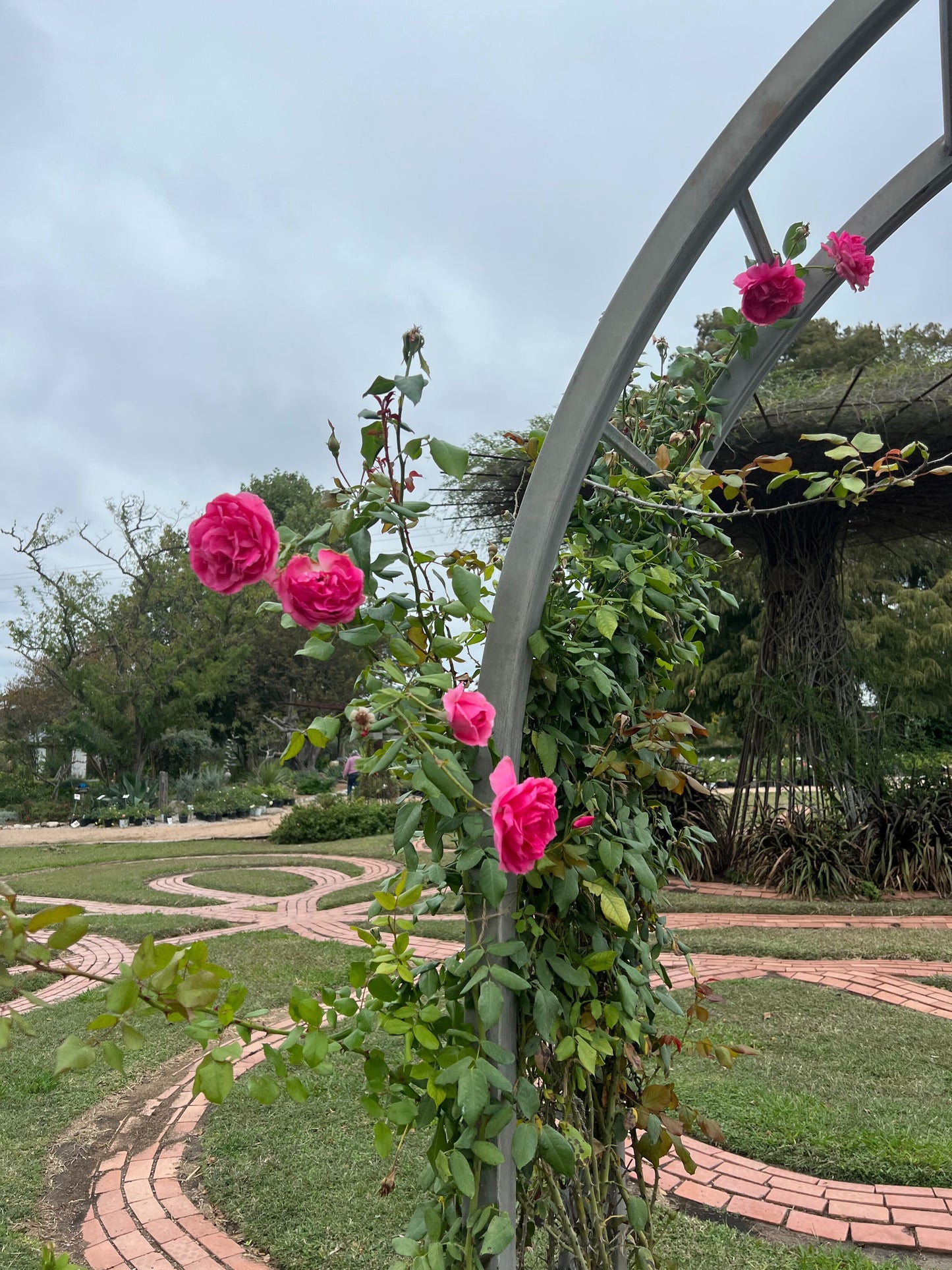 pink climbing roses wrapped around arch in rose garden