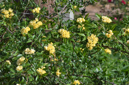 Lady Banks Yellow