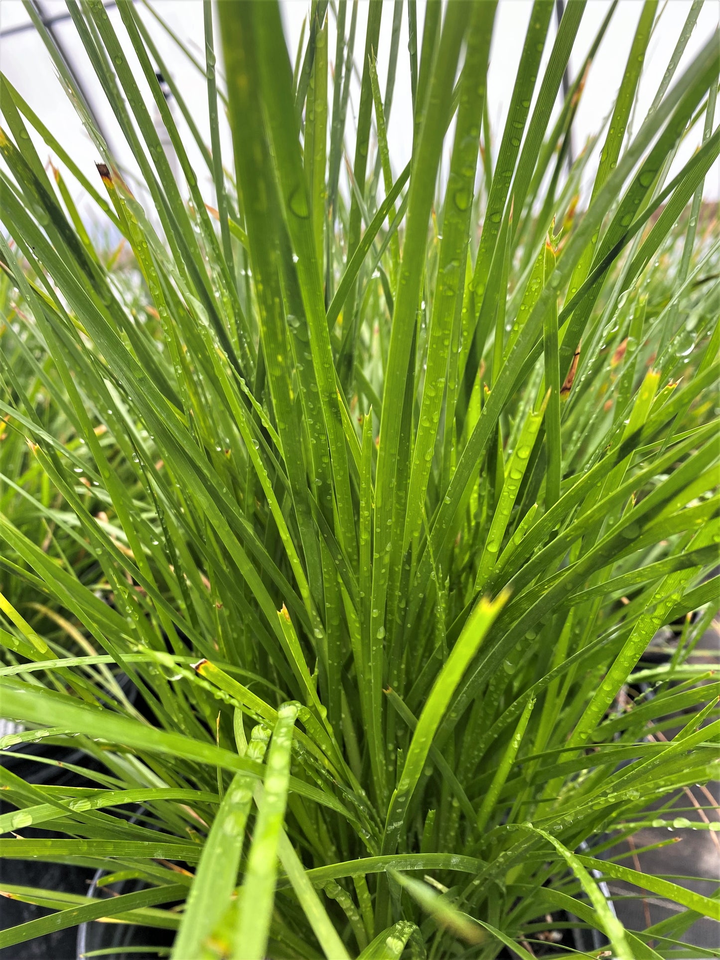 Lomandra - Leading Lime Tough Lomandra - 2 Gallon