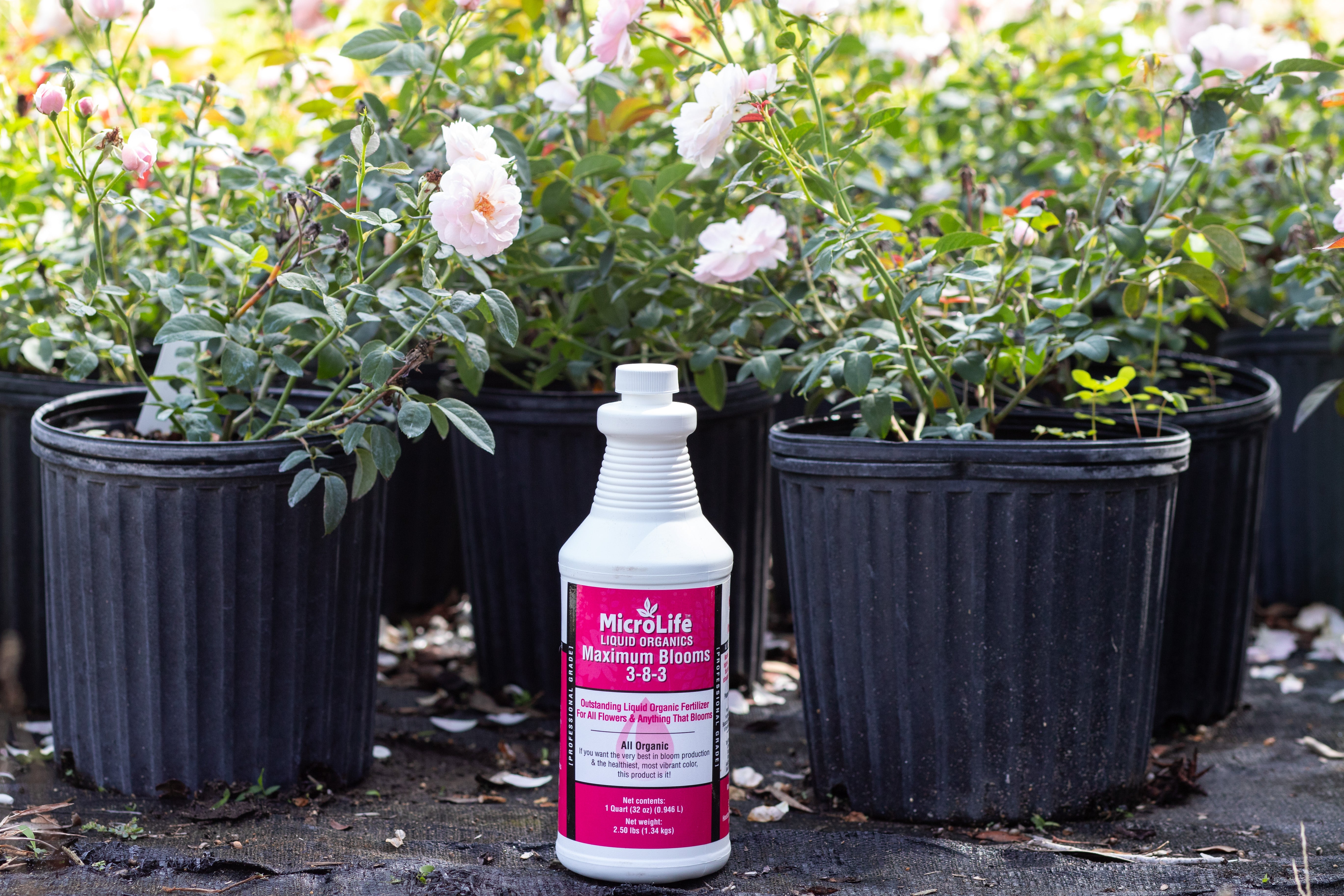 MicroLife - Maximum Blooms 3-8-3 – Antique Rose Emporium - Clubs