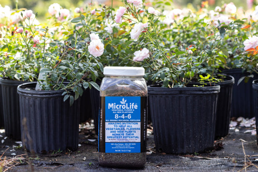 container full of micro life product next to 2 gallon planters with light pink roses.