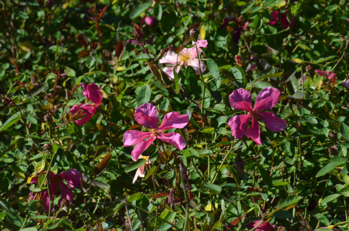 Mutabilis