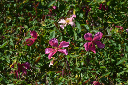 Mutabilis