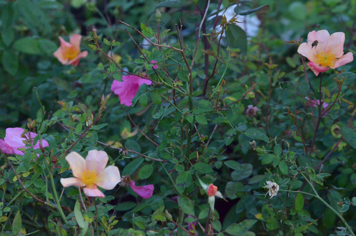 Mutabilis