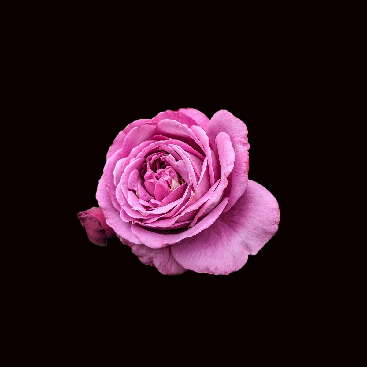 Plum Perfect™ - Sunbelt®