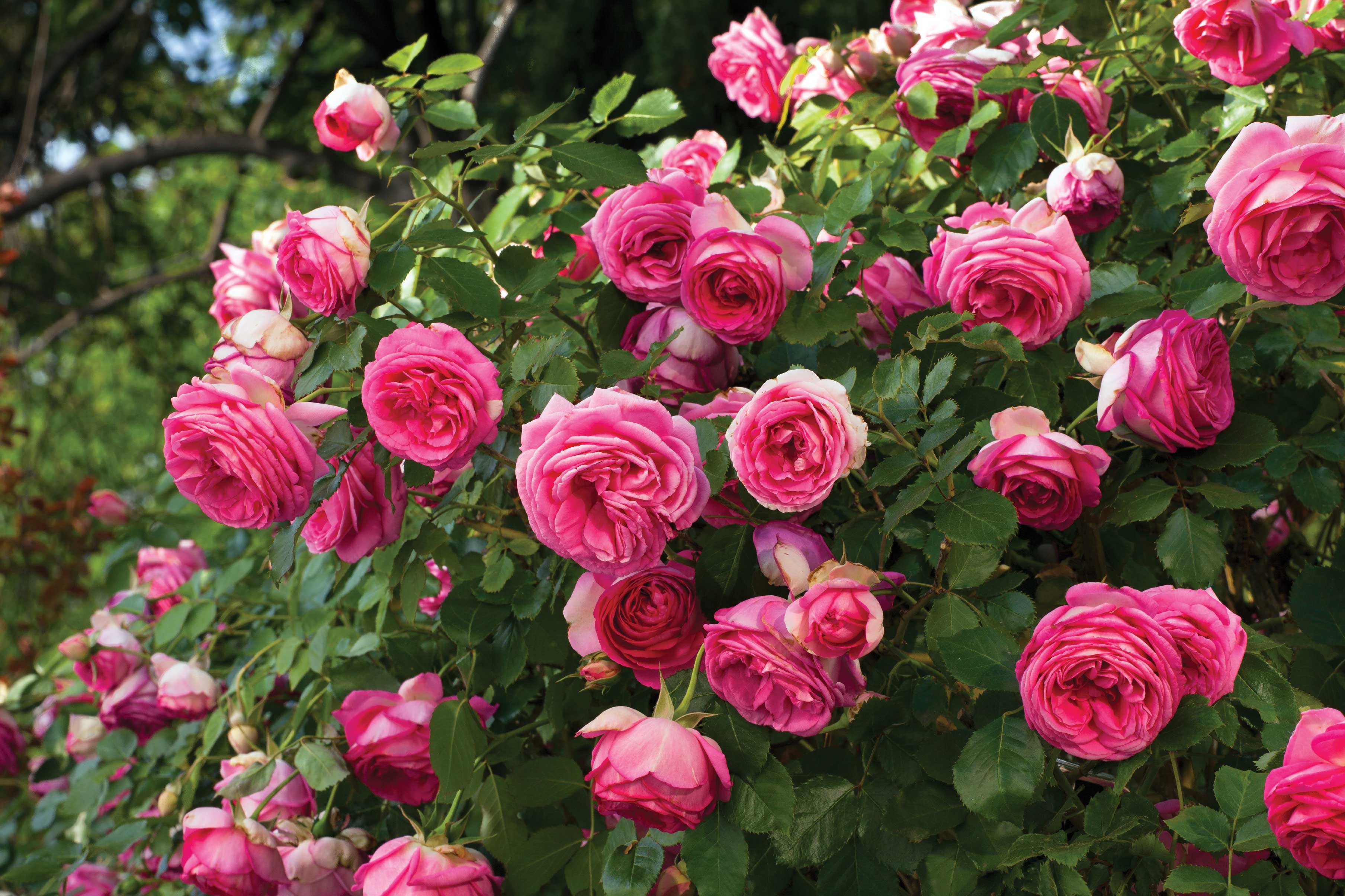 Antique Rose Emporium Eden Climber - Thumbnail 4