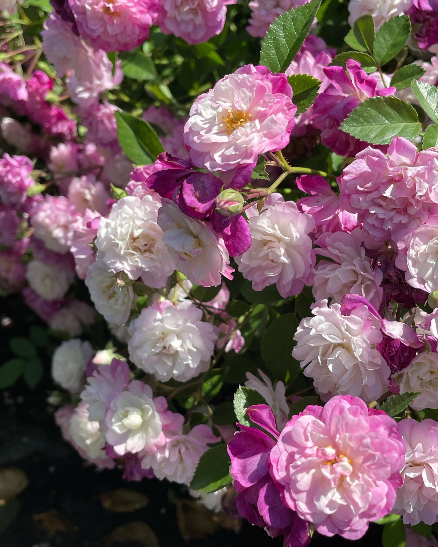 close up of pink rose blossoms