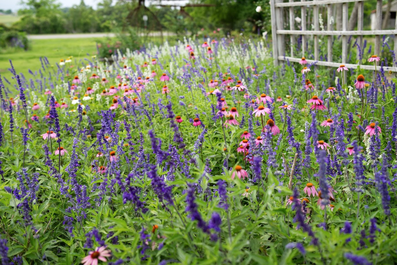 Salvia - Henry Duelberg - 1 Gallon