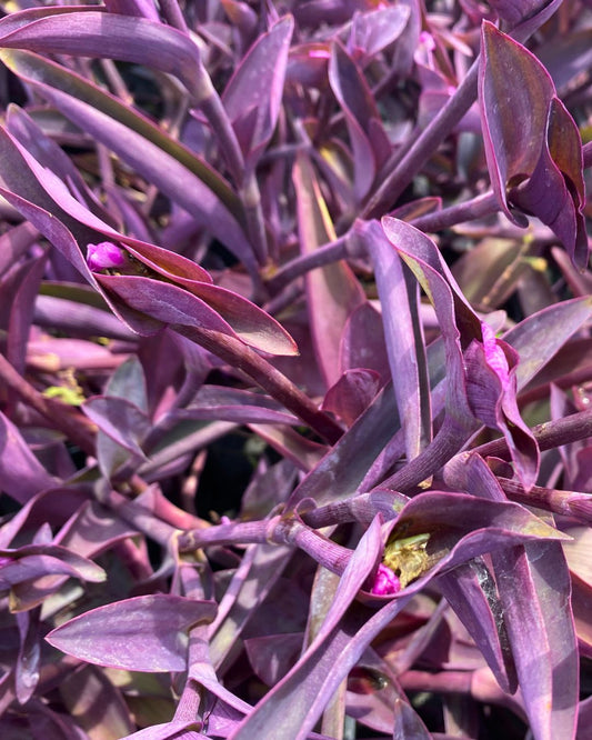 Tradescantia- Purple Heart - 1 Gallon