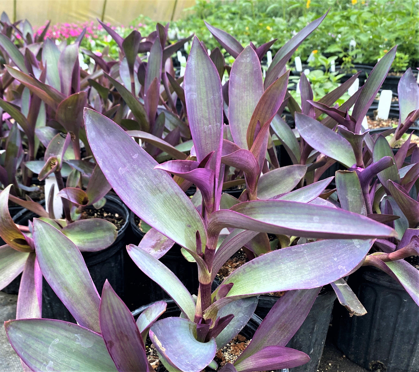 Tradescantia- Purple Heart - 1 Gallon