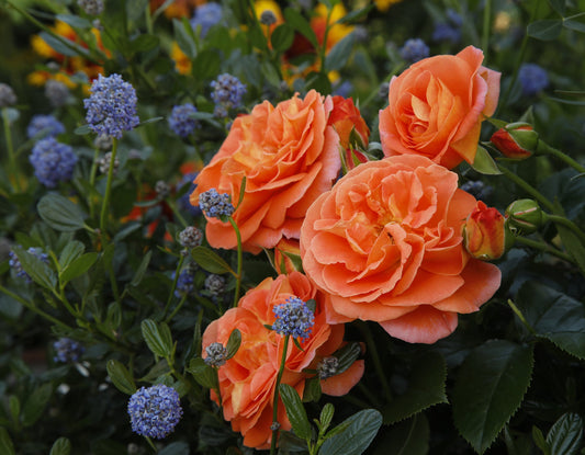 Mango Veranda rose with Blue Blossom flowers, aka California Lilac