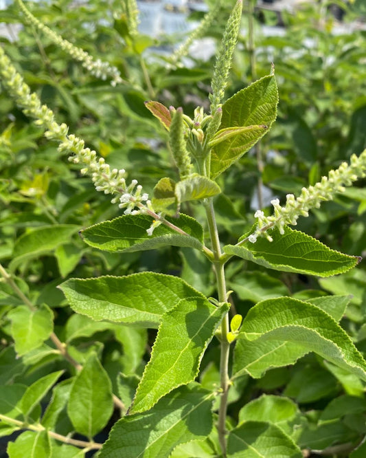 Aloysia - White Almond Bush - 2 Gallon