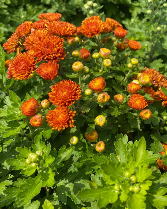Dendranthema- Autumn Spice Igloo - 2 Gallon