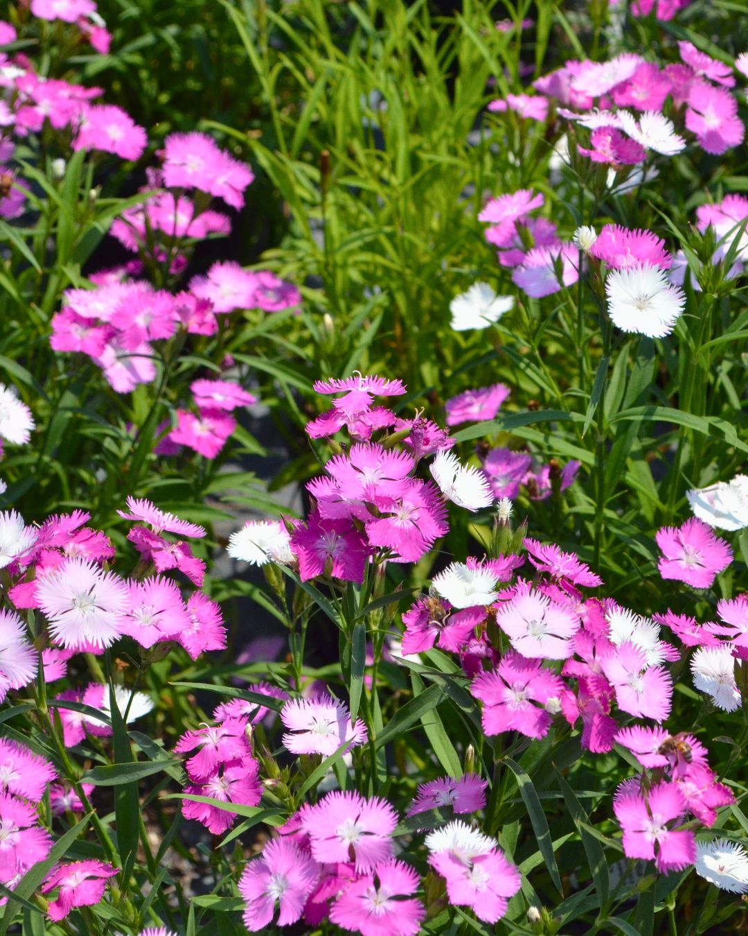 Dianthus - First Love - 1 Gallon
