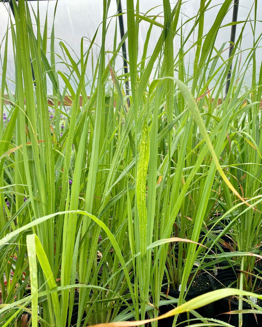 Lemon Grass - 2 Gallon