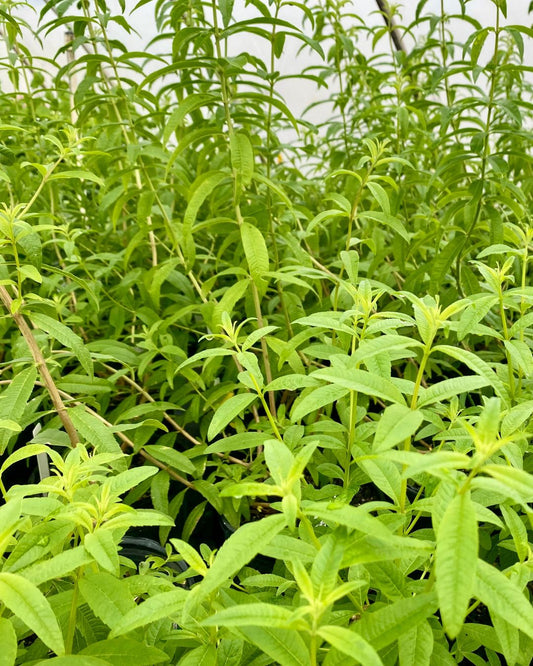 Verbena - Lemon