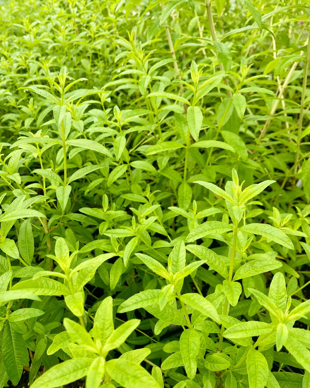 Verbena - Lemon